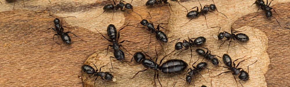 carpenter ants
